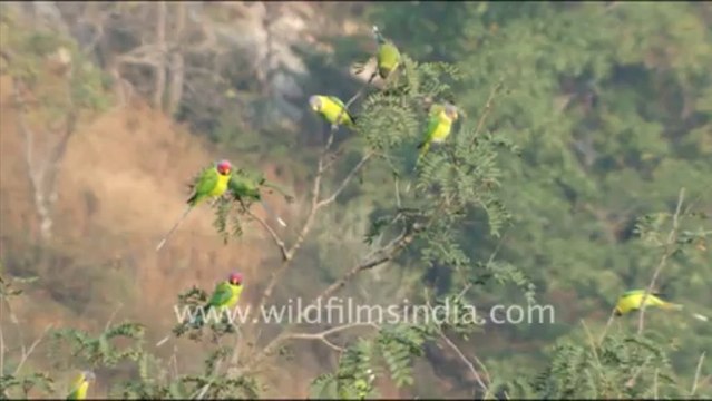 1428.Blossom headed Parakeets in Jaisamand, Rajasthan