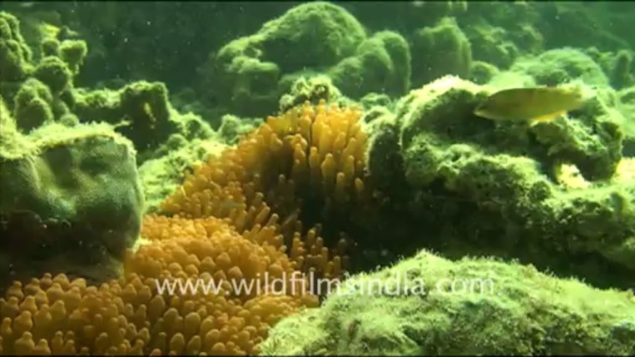 1433.Under water the unknown world