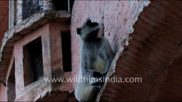 1434.Langur in Jaisamand