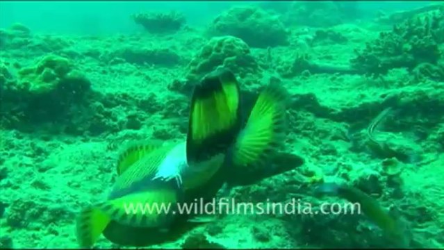 1437.Trigger Fish, Andaman