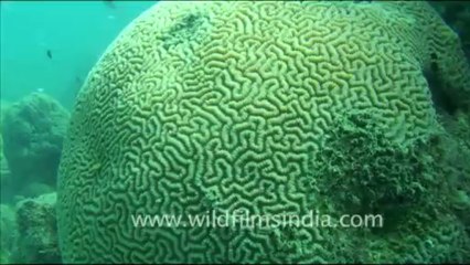 1442.Diving in the Andamans