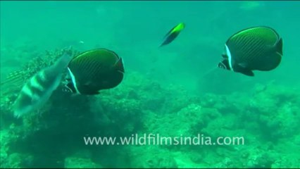1444.Butterfly Fish, Andaman