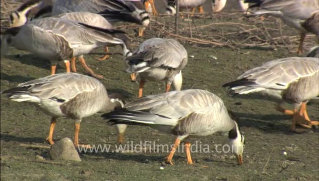 1461.Bar-headed Geese feeding at Tehla Jheel