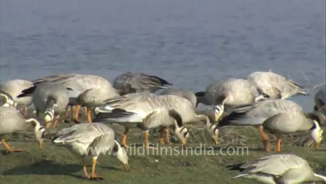 1456.Bar heads in Rajasthan