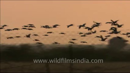 1466.Demoiselle Cranes in a Rajasthan grassland