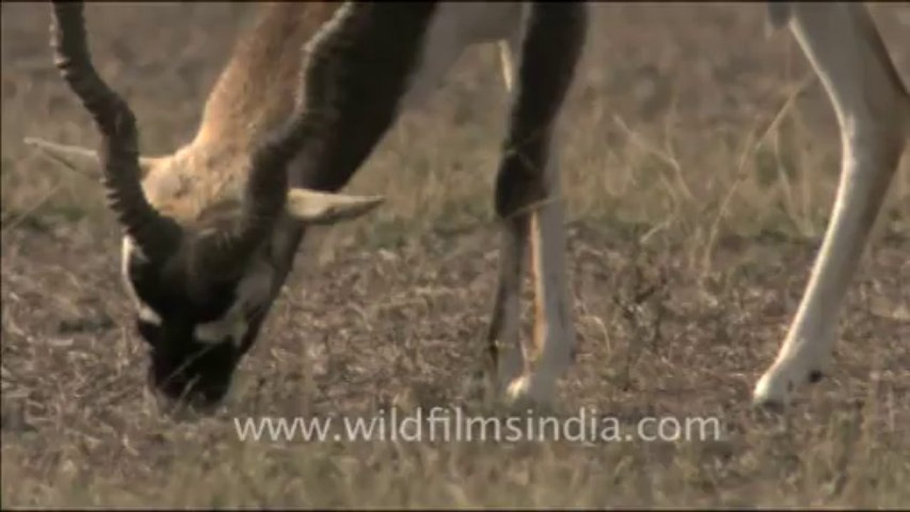 1467.Blackbuck in Tal Chappa Rajasthan