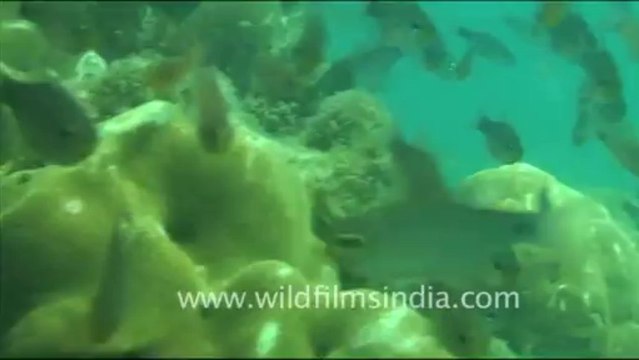 1472.Fishes in Andaman