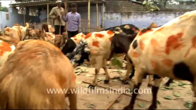 1019.Goats for Sale, Sonepur Mela