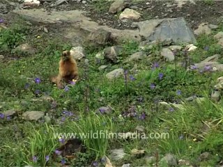 1488.Himalayan Marmot in north Sikkim