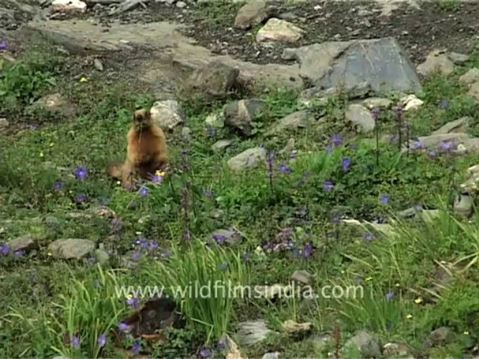 1488.Himalayan Marmot in north Sikkim