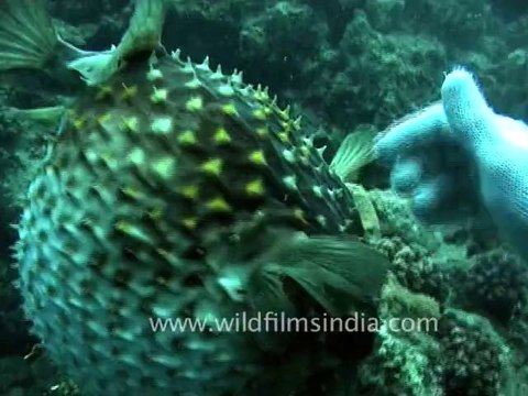 1490.Puffer fish, Andaman