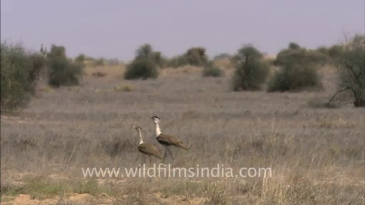 1492.Great Indian Bustards in Rajasthan