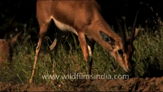 1501.Animals in Tal Chappar Sanctuary, Rajasthan