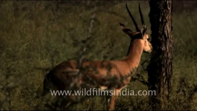 1503.Animals in Tal Chappar Sanctuary