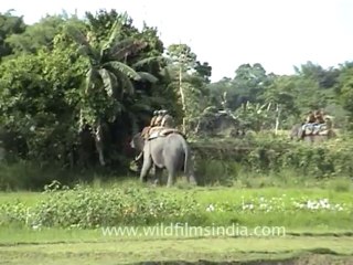 1525.Elephant Safari in Kaziranga - precursor to the tiger attack!
