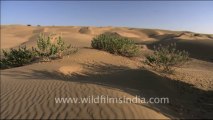 1528.Sam Sand Dunes in Rajasthan
