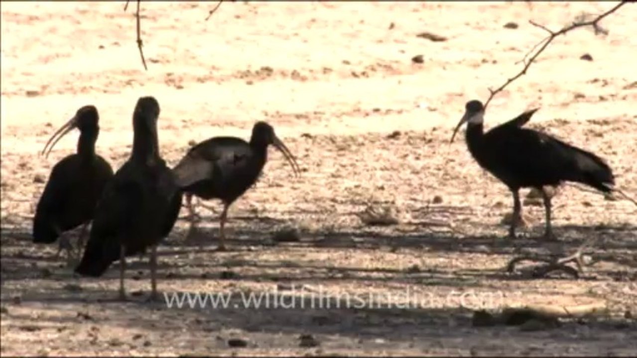 1536.Black Ibis in Rajasthan