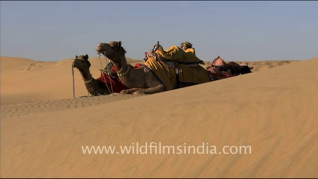 1539.A Man riding camel in Desert National Park