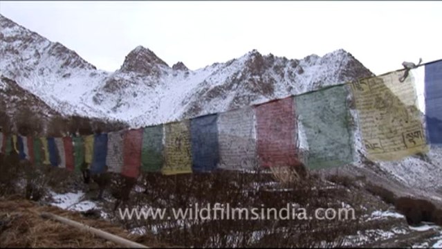 1544.Prayer Flags, Ladakh