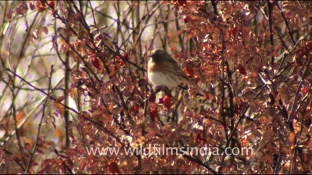 1577.Rosefinch in Ladakh
