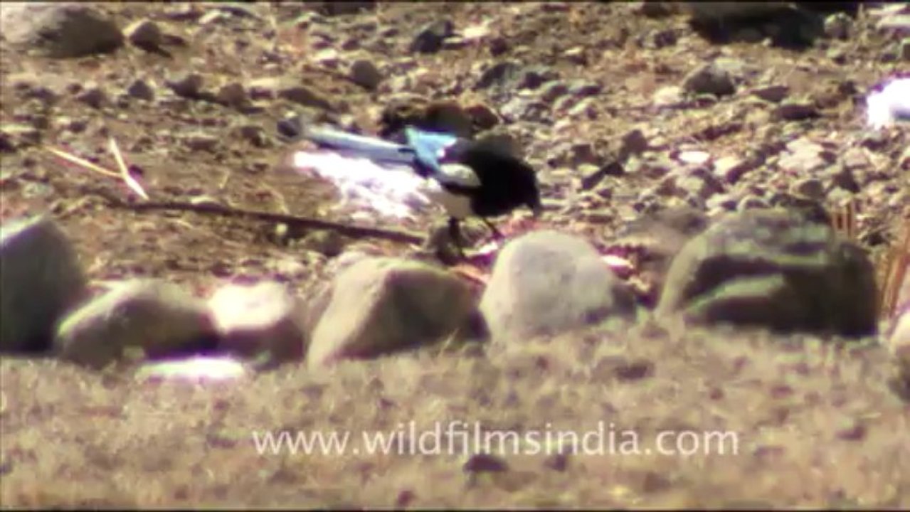 1582.Black-billed or Pied Magpie in Ladakh, Kashmir