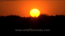 1583.Time lapse of Sunset in Rajasthan