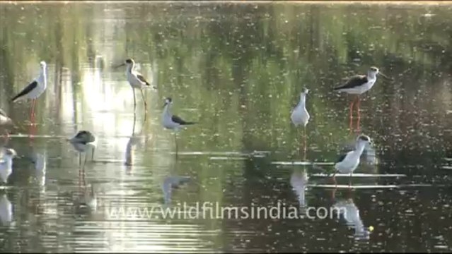 1588.Group of black-winged stilts in Jaisalmer, Rajasthan