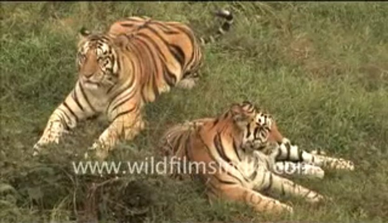 159. Tigers pair in grassland