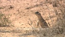 Rajasthan-Sam dunes-HDC-9-lizard