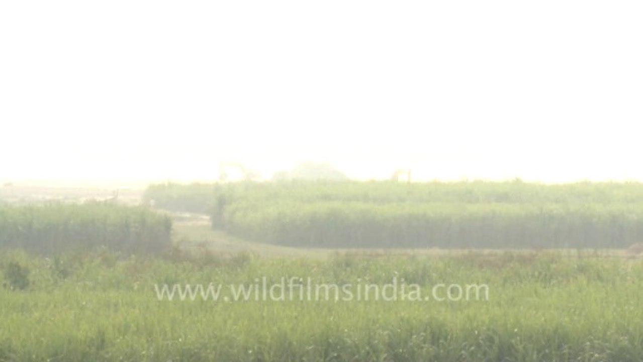 ranikhet-3