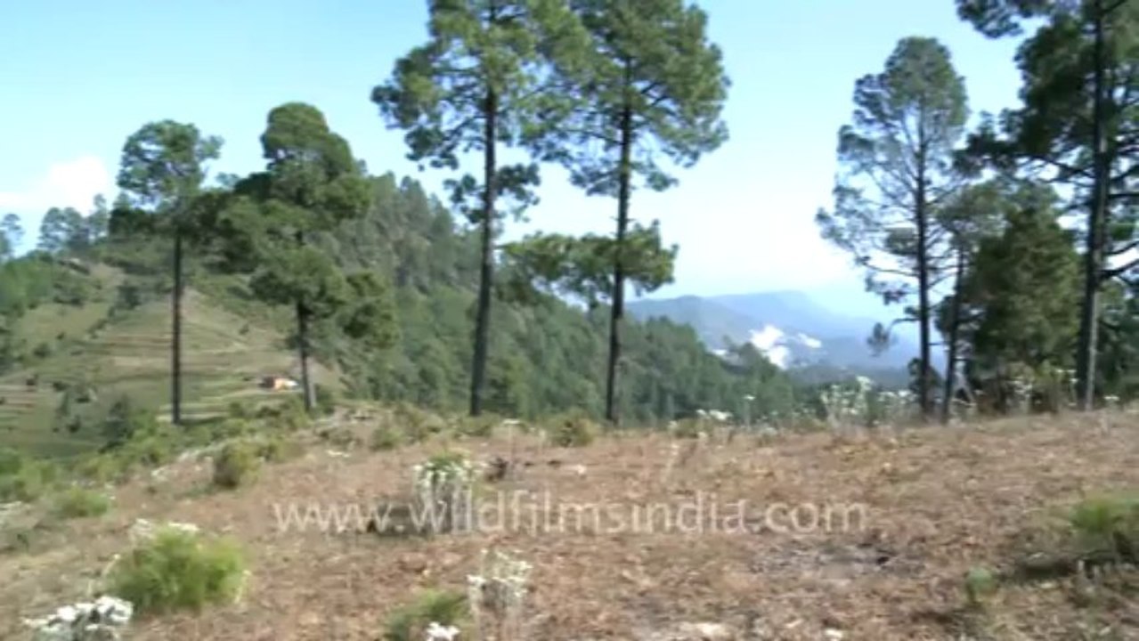 ranikhet-9mov