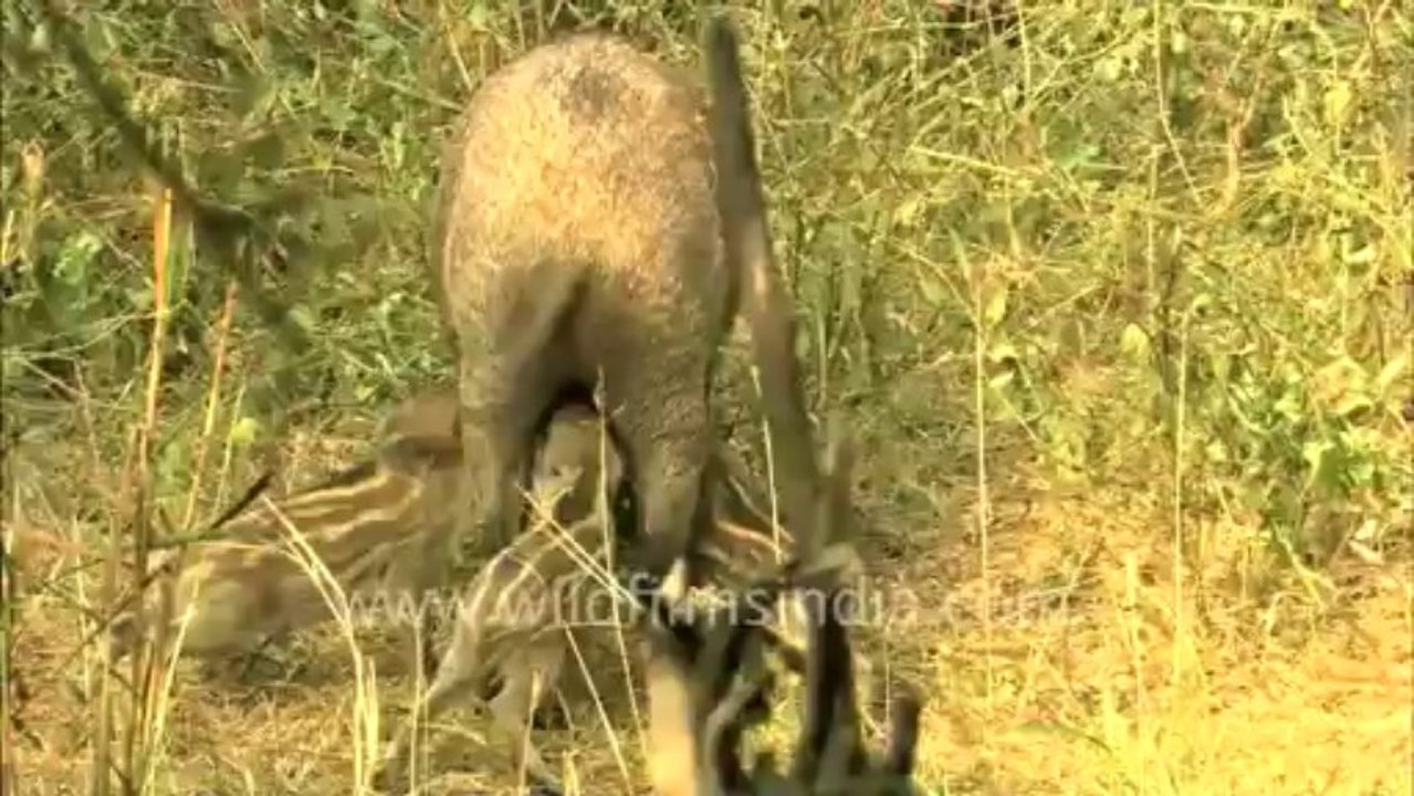 Sariska-62-video