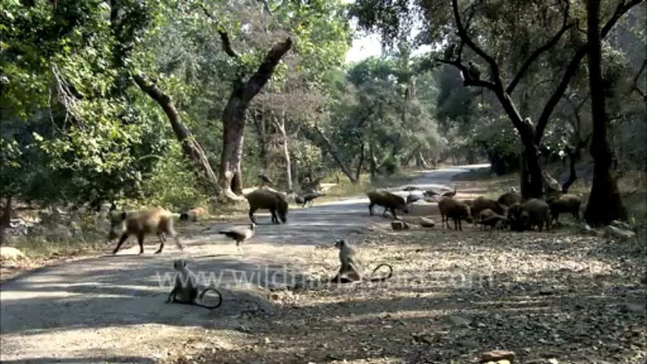 Sariska-HDC-88-monkey