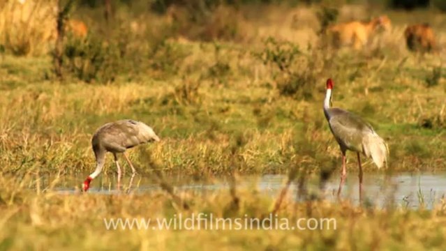 sarus cranes