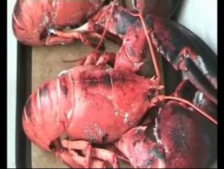 HOMARD A SAINT PIERRE ET MIQUELON
