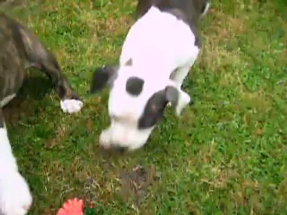 vidéo du 22.08.13 d'India et Iako ...