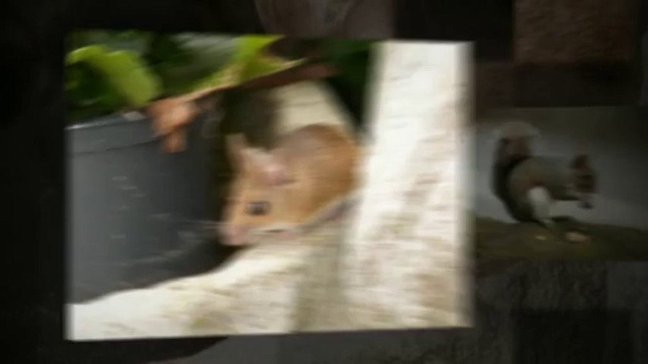 Cockroach Extermination Aylesbury