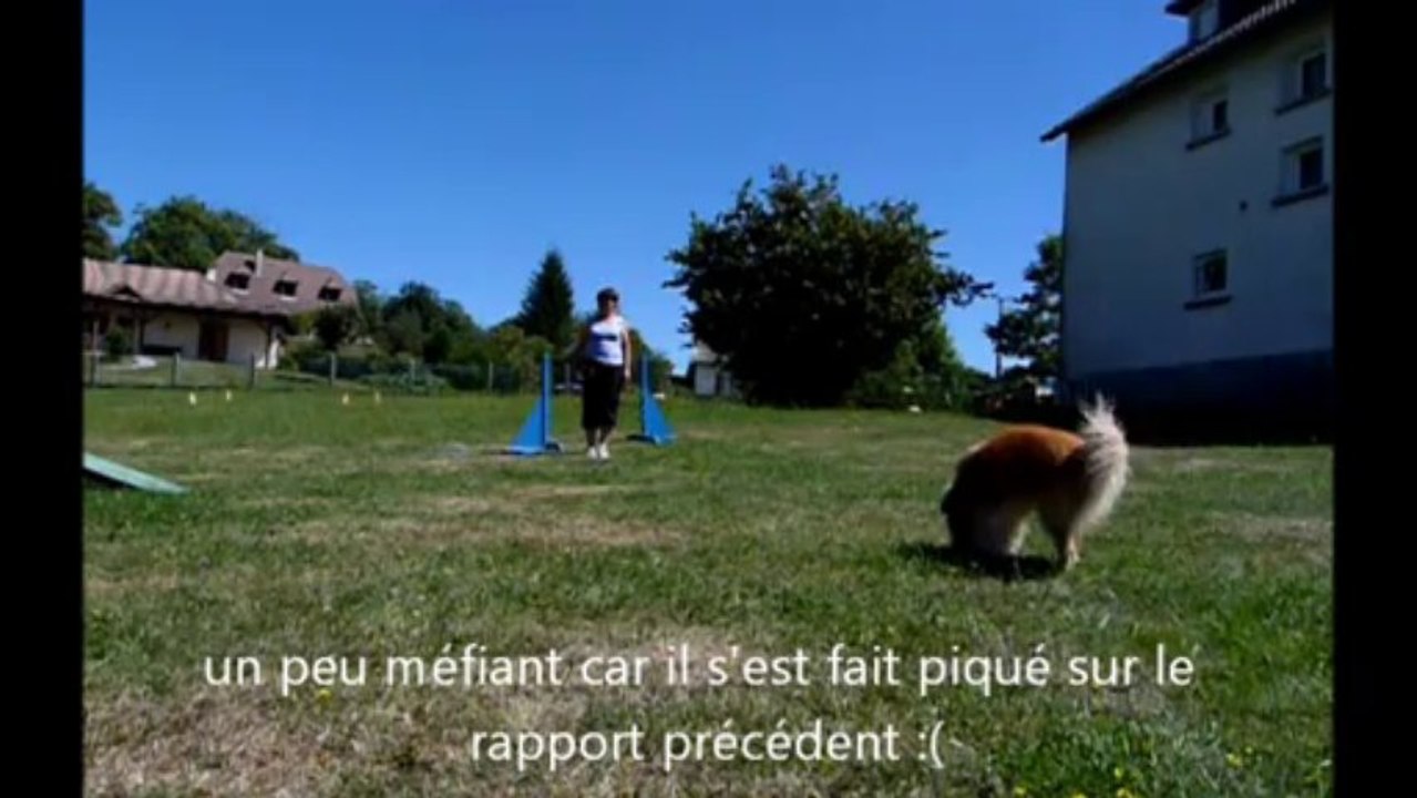 exercice d'obéissance Bobo