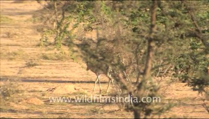 1612.Indian Gazelle Chinkara in Dhawa Doli Wildlife Sanctuary