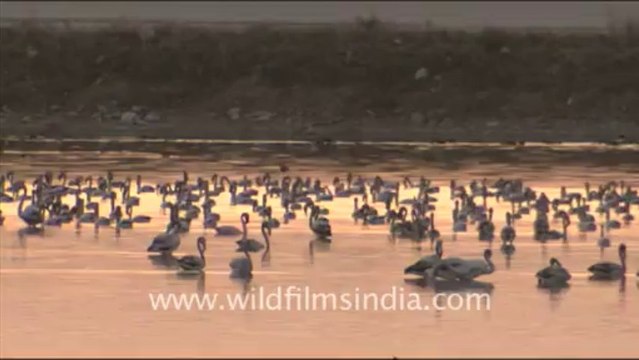 1616.Flamingos in Sambhar Lake, Rajasthan