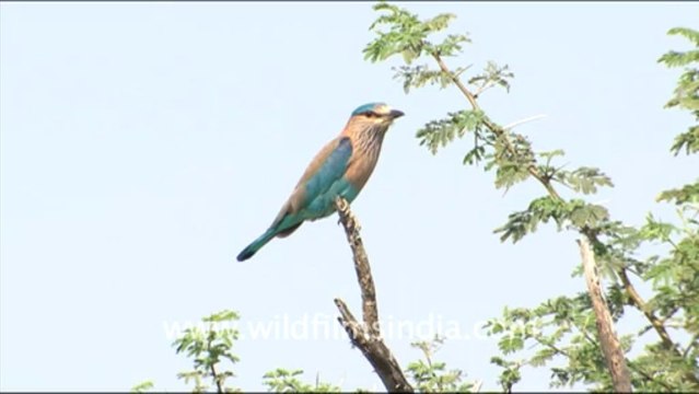 1648.Indian Roller in Tal Chappar Wildlife Sanctuary