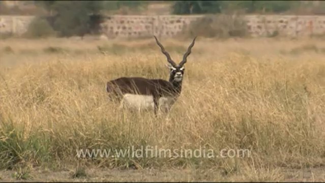 1649.Black Bucks in Tal Chappar Sanctuary, Rajasthan