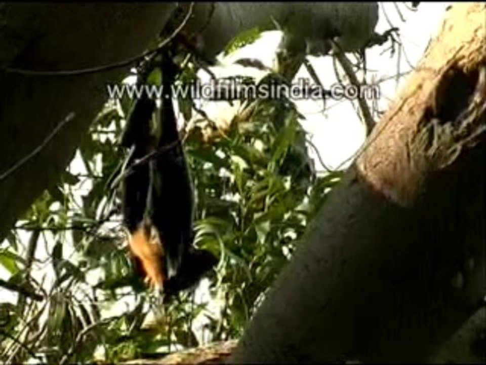 165. group of fruit bats