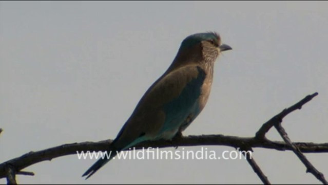 1650.Indian roller sitting on a Tree, Rajasthan