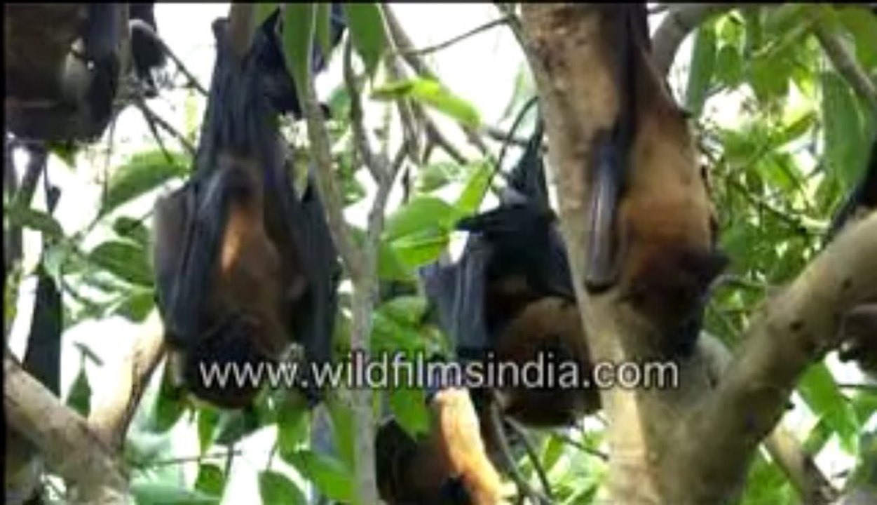 166. Fruit bats