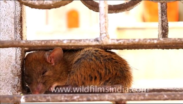 1666.Let sleeping rats lie!