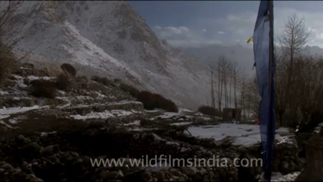 1672.Buddhist Prayer Flags in Ladakh