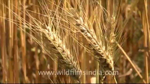 1675.Wheat field ready for harvest