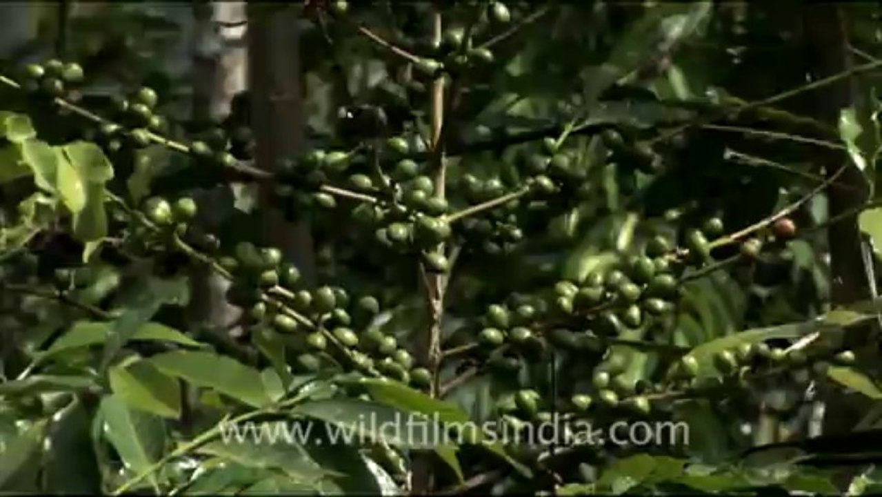 1681.Coffee beans on the plant