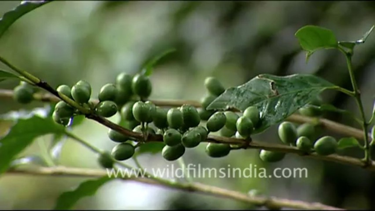 1691.Coffee Bean plant